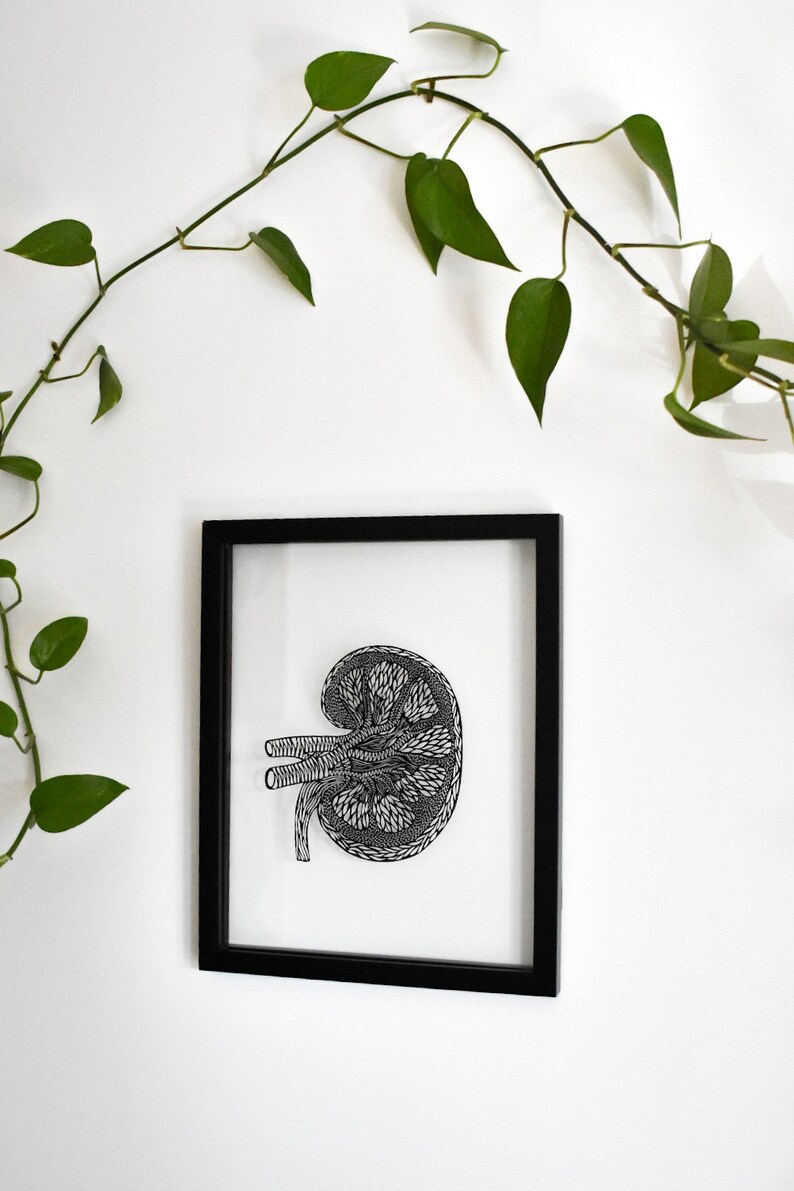 Framed Anatomy Human Kidney Papercutting Artwork, Doctor, Medical Student Gift, Scientist, Nurse, Transplant Gift image 4