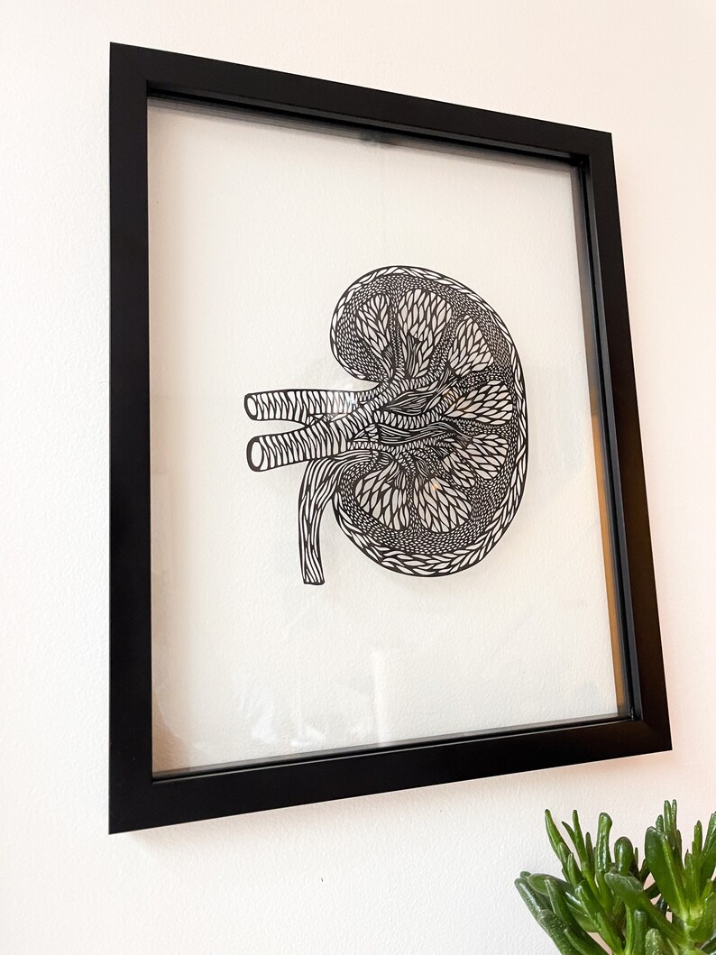 Framed Anatomy Human Kidney Papercutting Artwork, Doctor, Medical Student Gift, Scientist, Nurse, Transplant Gift Black