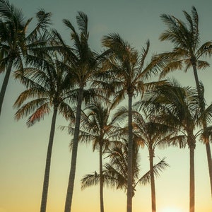 Vintage Tropical Palm tree print, coastal wall art, Palm tree poster, green and yellow tones, queensland beach print, hamilton island, Palms