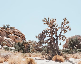 Joshua Tree, California desert landscape photograph, pastel photography, bohemian poster,Nature photography, rustic,home decor, desert print