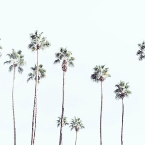 large pastel palm tree print, tropical wall art, Palm Springs photography, Palm trees wallart photography, pastel palms, large palm print