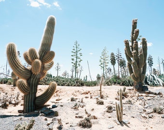 Desert Photography, Cactus print,  California desert landscape photograph, bohemian poster,Nature photography,desert print, boho print