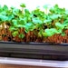 see more listings in the Microgreens Planter Kits section