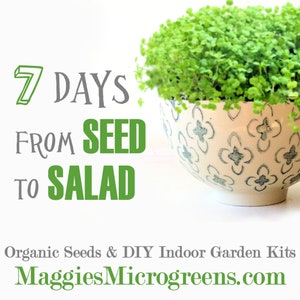 DIY Microgreens Maggie's 6 Seed Type Kit Indoor Garden Organic Vegan Gourmet Microgreens Seeds in Reusable Tin Gift Box image 4