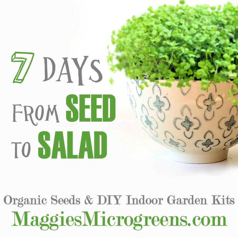 DIY Microgreens Maggie's 6 Seed Type Kit Indoor Garden Organic Vegan Gourmet Microgreens Seeds in Reusable Tin Gift Box image 4