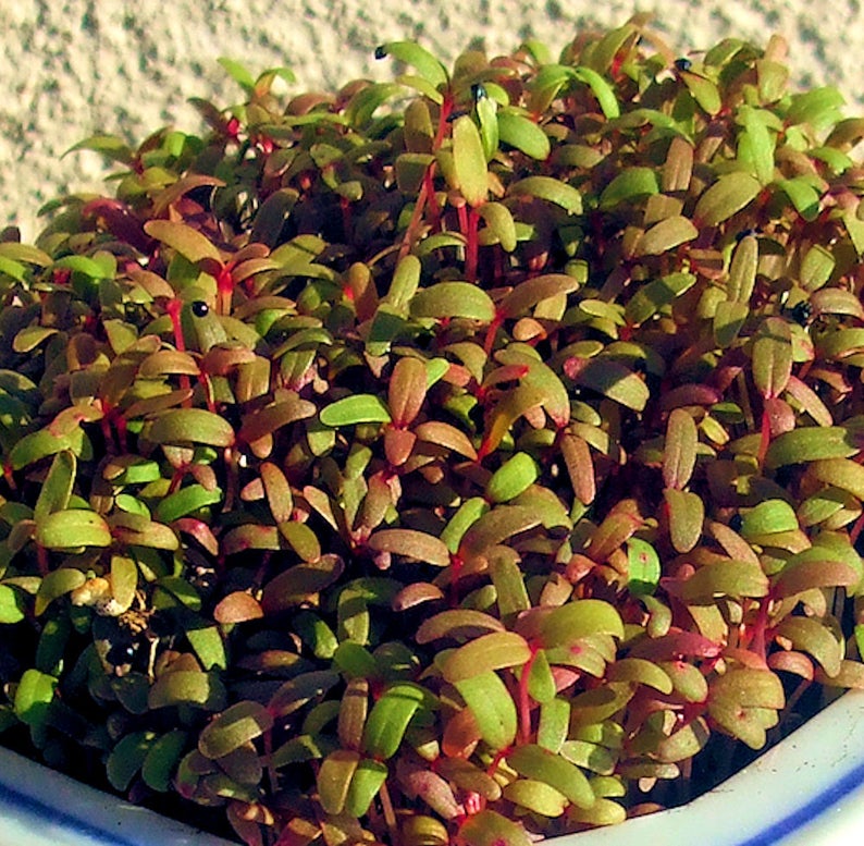 Refill Your Maggie's Microgreens Growing Kits Or Provide Your Own Planter Soil Mix Seeds Instructions Indoor Garden Gourmet Vegan image 8