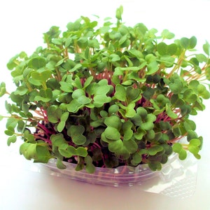 Refill Your Maggie's Microgreens Growing Kits Or Provide Your Own Planter Soil Mix Seeds Instructions Indoor Garden Gourmet Vegan image 4