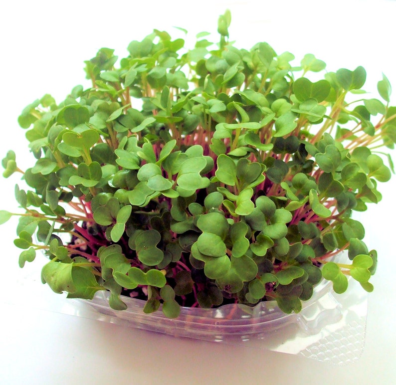 Refill Your Maggie's Microgreens Growing Kits Or Provide Your Own Planter Soil Mix Seeds Instructions Indoor Garden Gourmet Vegan image 4