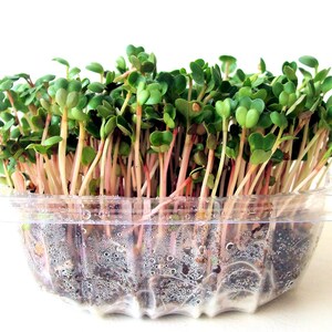 Refill Your Maggie's Microgreens Growing Kits Or Provide Your Own Planter Soil Mix Seeds Instructions Indoor Garden Gourmet Vegan image 6