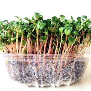 microgreens