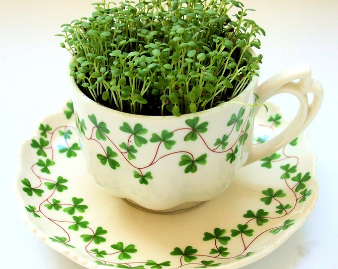 Vintage Teacup Garden DIY Microgreens Kit Etsy