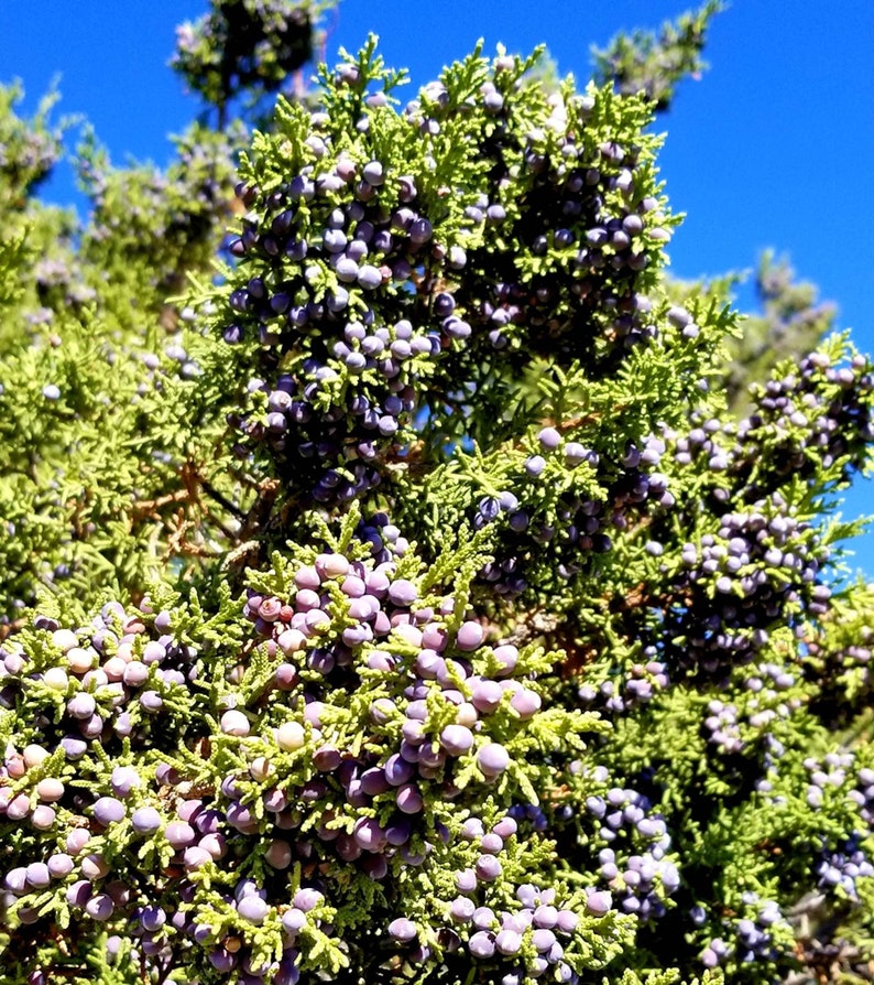 Whole Juniper Berries Sustainably Wild Harvested in the USA Etsy