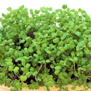 Refill Your Maggie's Microgreens Growing Kits Or Provide Your Own Planter Soil Mix Seeds Instructions Indoor Garden Gourmet Vegan image 2