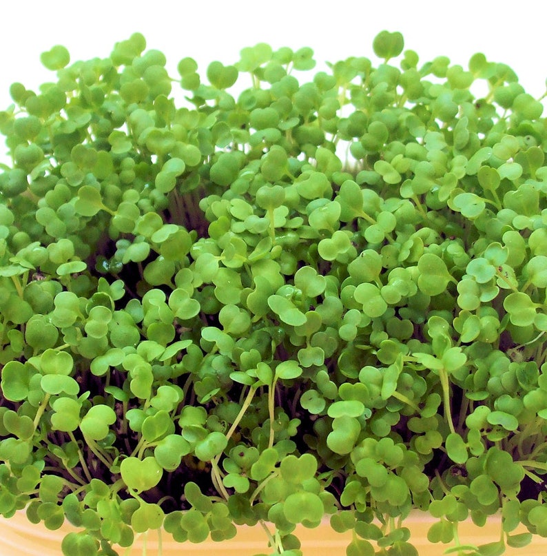Refill Your Maggie's Microgreens Growing Kits Or Provide Your Own Planter Soil Mix Seeds Instructions Indoor Garden Gourmet Vegan image 2
