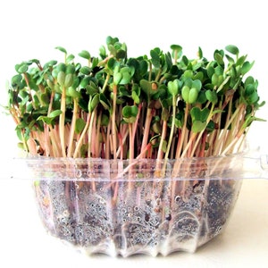 DIY Microgreens Maggie's 6 Seed Type Kit Indoor Garden Organic Vegan Gourmet Microgreens Seeds in Reusable Tin Gift Box image 7