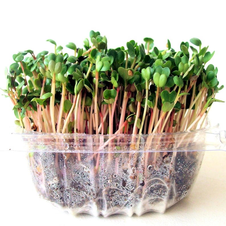 DIY Microgreens Maggie's 6 Seed Type Kit Indoor Garden Organic Vegan Gourmet Microgreens Seeds in Reusable Tin Gift Box image 7