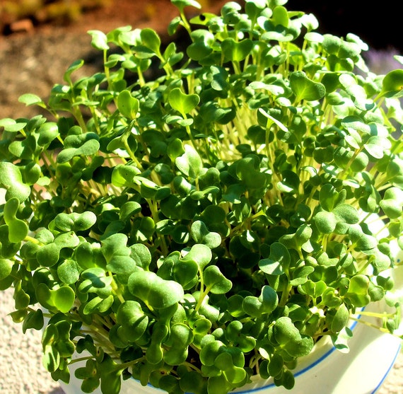 Garden cress is queen of the greens, vegan recipes