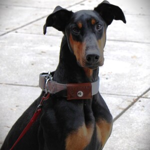 May include: A black and tan Doberman Pinscher with a gray and brown collar. The dog is wearing a red leash.