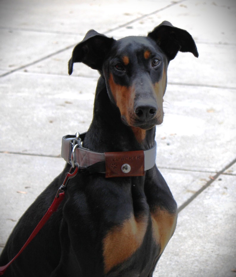 May include: A black and tan Doberman Pinscher with a gray and brown collar. The dog is wearing a red leash.