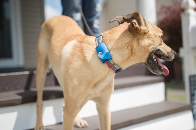 How To Make A Pool Noodle Dog Collar Healthy Homemade Dog Treats
