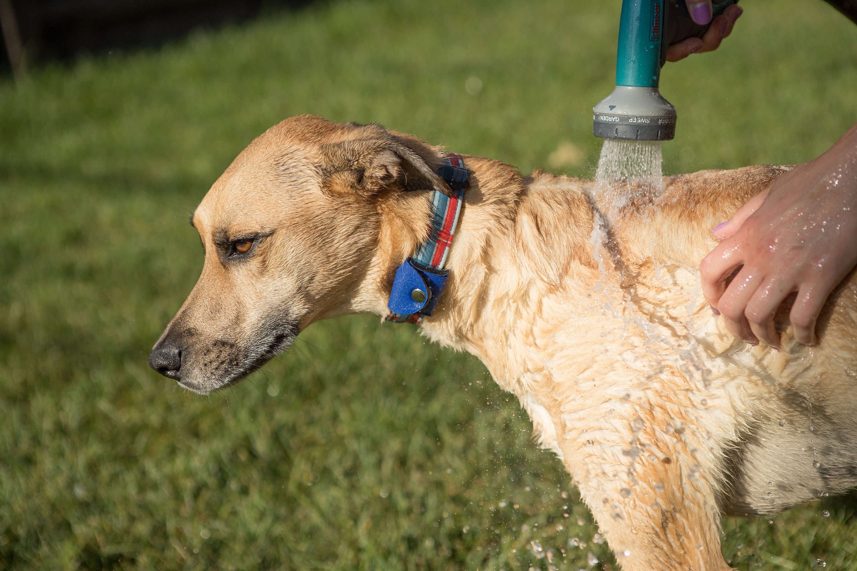 apple tag for pets