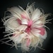 see more listings in the Color Fascinators section