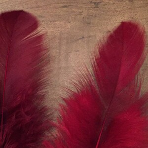 Dark red wine shades. Feather Fascinator Hair Clip, Fashion Pin Fashion Accessory. Made in USA immagine 3