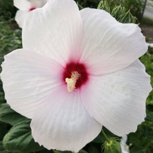 Beautiful Dinner Plate size  White Hibiscus seeds