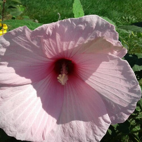 30 Lady Baltimore Hibiscus Seeds. Beautiful Dinner Plate Size Etsy