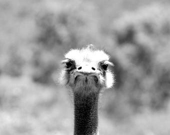 Black and White Animal Collection - Ostrich Eyelashes