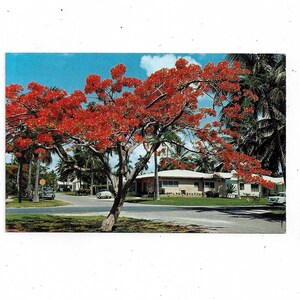 Carte postale des années 1960 de l’arbre à fleurs Royal Poinciana de Floride, non posté, lieu inconnu, souvenir de voyage, Sunshine State, photo H W Hannau