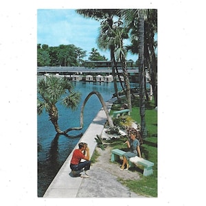 Silver Springs Wishing Palm Postkarte, Florida, unbespielt, Touristenort, Reise-Souvenir, Upcycle-Sammelalbum, Glasbodenboot, 1960er Jahre