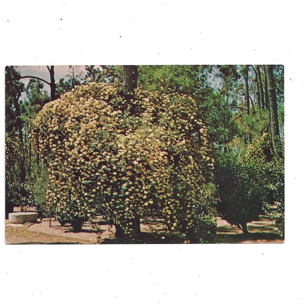 1970er Postkarte von Lady Banksia Rose in Massee Lane, Camellia Garden, Exit Perry, Georgia, Unposted, Reise Souvenir,