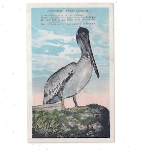 Pelikan Postkarte mit Gedicht, Grüße aus Florida, von 1930s, ungepostet, Wildtiere, Vögel, Reise-Souvenir, Upcycle Scrapbook, Tiere