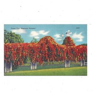 Carte postale en lin des années 1940 de Flame Vine ou Bignonia Venusta, Floride, Non postée, Souvenir de voyage, Floral,