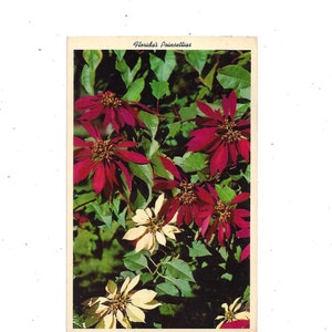 Cartolina di Poinsettias del 1965 in Florida, pubblicata con francobollo da 4 centesimi, messaggio scritto a mano, Sunshine State, souvenir di viaggio
