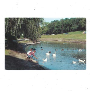 Cartolina anni '50 di Sinnissippi Park, Rockford Illinois, non pubblicata, laguna con fauna selvatica, souvenir di viaggio vintage, scrapbooking di riciclo
