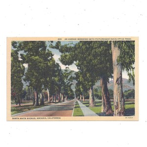 Carte postale de Santa Anita Avenue, Arcadia, Californie, non postée, souvenir de voyage, fourniture de scrapbooking Upcycle, des années 1940, lin, eucalyptus