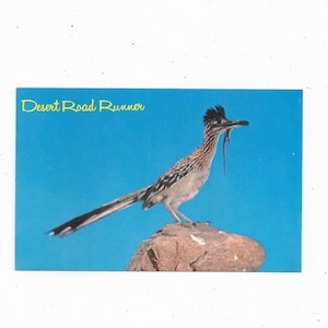 Cartão postal do Desert Road Runner, não postado, da década de 1970, 3,5 x 5,5 pol., publicado pela Petley Studios, lembrança de viagem efêmera