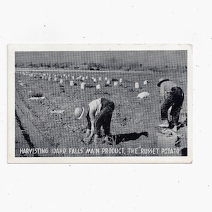 Principios de 1900 (?) Postal de cosecha de papas Russet en Idaho, negro/blanco, sin publicar con sello de 1 centavo, recuerdo de viaje
