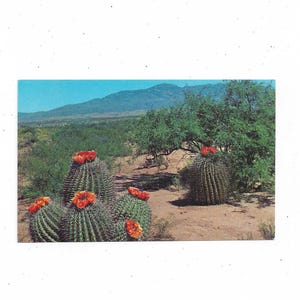 Cartão-postal de cacto barril do deserto em flor, década de 1960, sem postagem, localização exata no sudoeste desconhecida, lembrança de viagem, pub. por Petley Studios