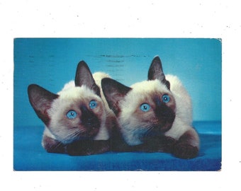 1958 Siamese Kittens Postcard, Posted with 3 Cent Stamp & Hand Written Message, Postmarked in St. Petersburg, FL, Travel Souvenir, Animal