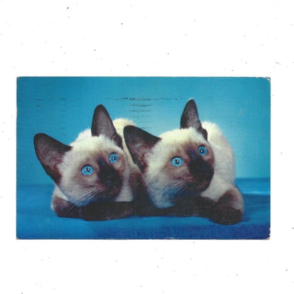 1958 Siamese Kittens Postcard, Posted with 3 Cent Stamp & Hand Written Message, Postmarked in St. Petersburg, FL, Travel Souvenir, Animal