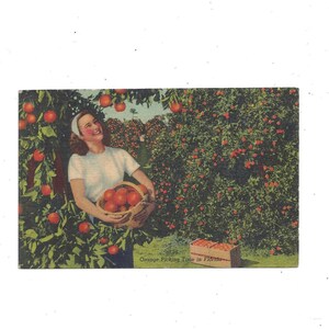Pocztówka lniana z 1956 r. przedstawiająca zbiór pomarańczy na Florydzie, wysłana ze znaczkiem 2-centowym i wiadomością, pamiątka z podróży