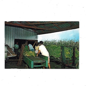 60er Jahre Postkarte Stringing Tobacco at Harvest Time, Unposted, Vermutlich in Florida, Reise Souvenir Ephemera