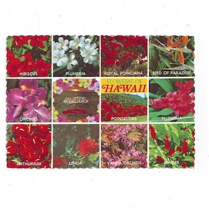 Cartão postal de 11 flores do Havaí, não publicado na década de 1980, lembrança de viagem, material de álbum de recortes upcycle, hibisco, plumeria, Royal Poinciana, mais