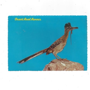 Cartão postal Desert Road Runner, não publicado, da década de 1970, 4 x 6 polegadas, publicado por Petley Studios, Travel Souvenir Ephemera