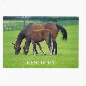 Cartão postal da década de 1990 de cavalos puro-sangue de Kentucky, não publicado, KY Dept of Travel Dev., Bluegrass State, Racing Souvenir