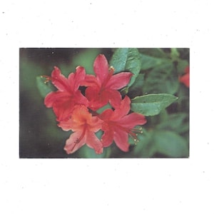 Vlam Azalea ansichtkaart in Great Smoky Mountains National Park, ongepost, bloemen, foto door Gene Aiken, Pub. door Buckhorn Press, Kelly & Green