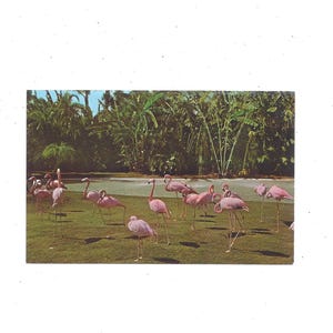 Carte postale colorée de flamants roses de Floride, sans affectation, des années 1960, souvenir de voyage, Sunshine State, oiseaux sauvages, album upcycle